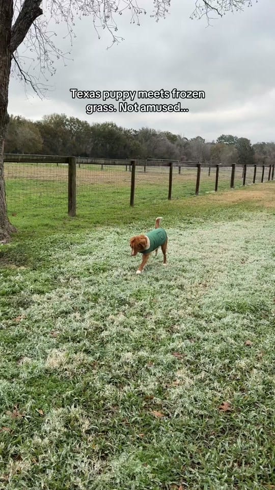 Post 7 by Virginia Liberty Horses on TikTok (video)