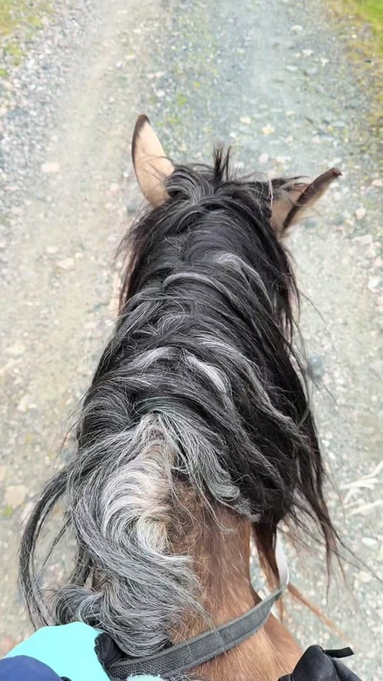 Post 8 by Virginia Liberty Horses on TikTok (video)