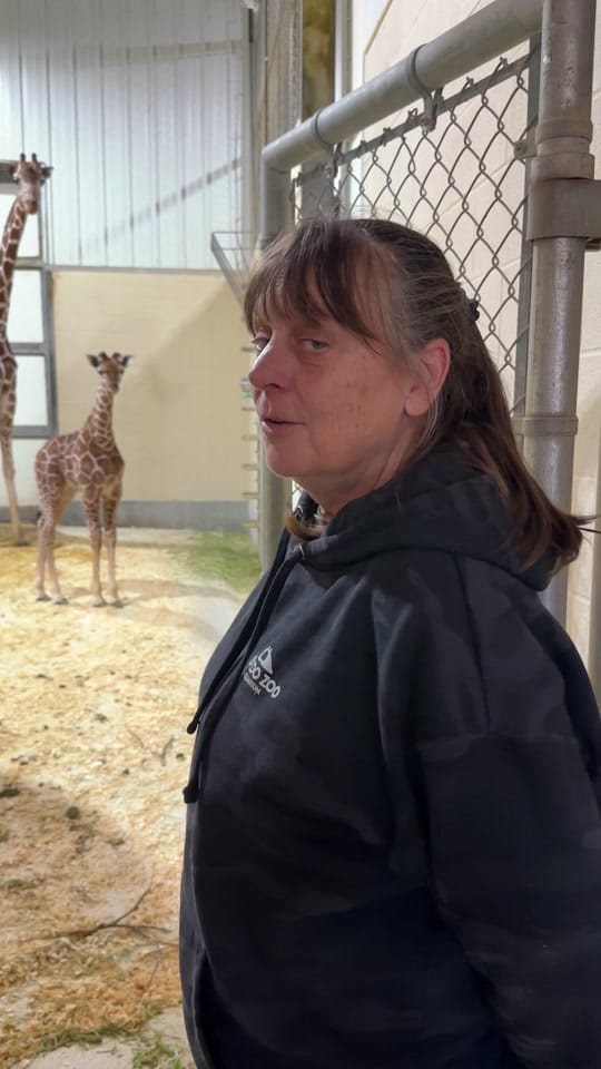 Post 5 by The Toledo Zoo on TikTok (video)