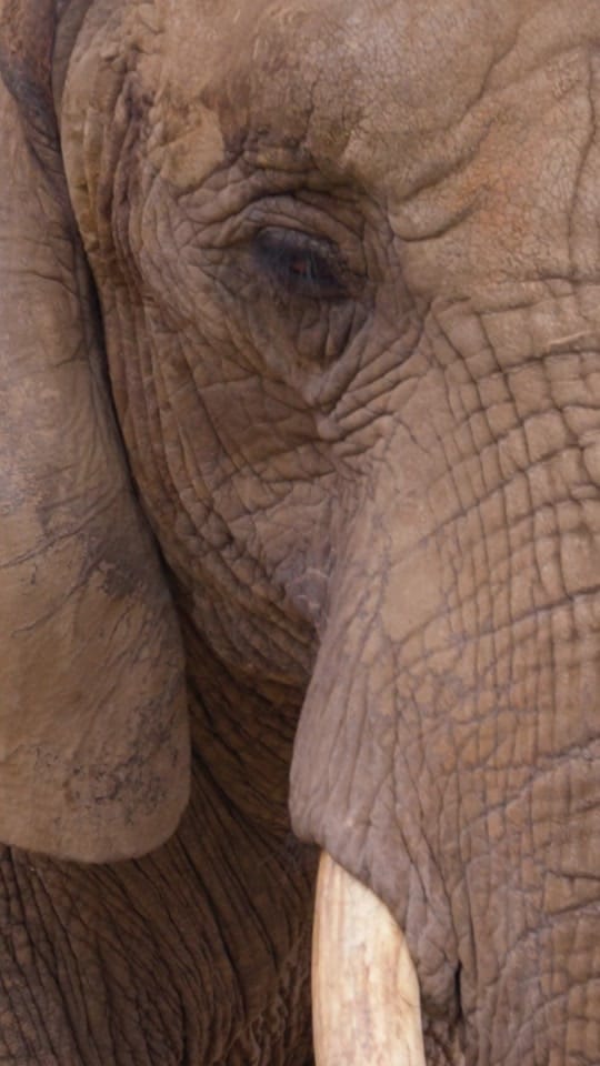 Post 3 by The Toledo Zoo on TikTok (video)