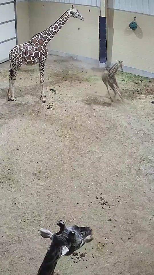 Post 4 by The Toledo Zoo on TikTok (video)