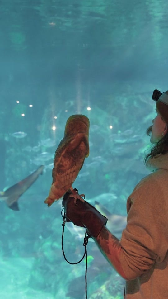 Post 6 by The Toledo Zoo on TikTok (video)