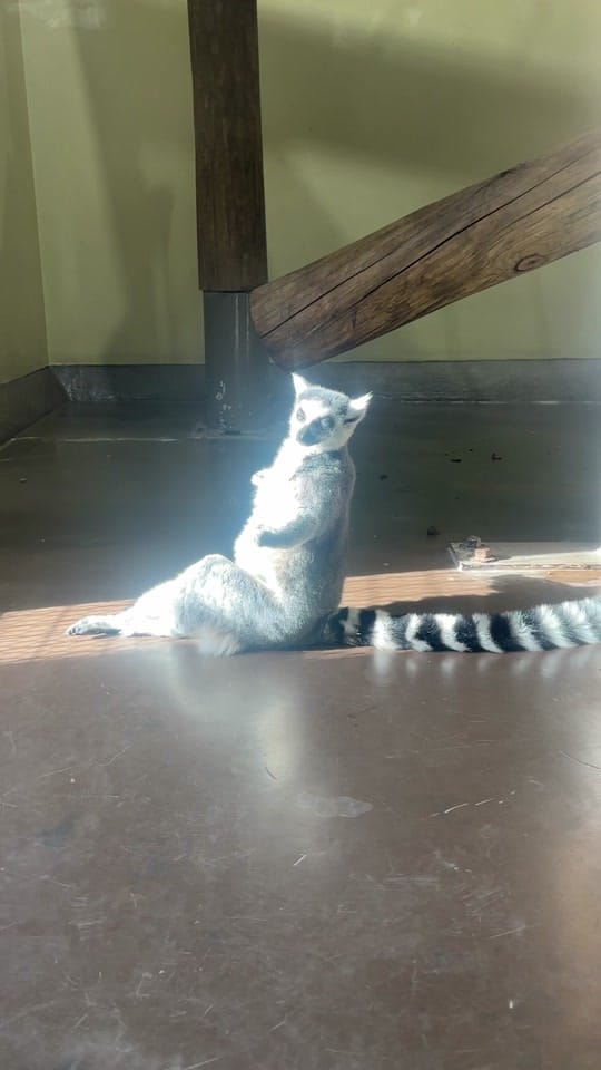Post 9 by The Toledo Zoo on TikTok (video)