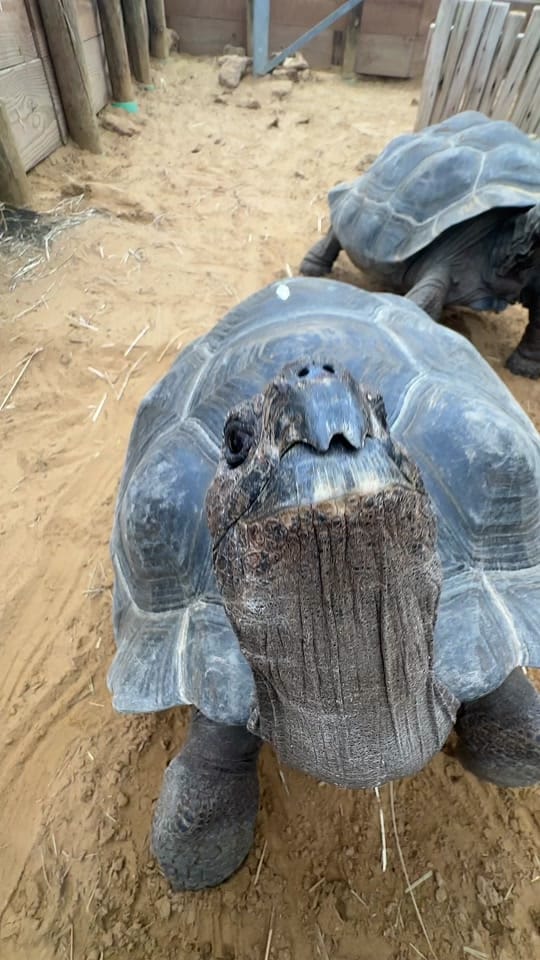 Post 8 by The Toledo Zoo on TikTok (video)