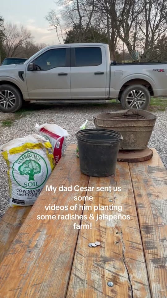 Post 2 by Daisy’s Farm on TikTok (video)