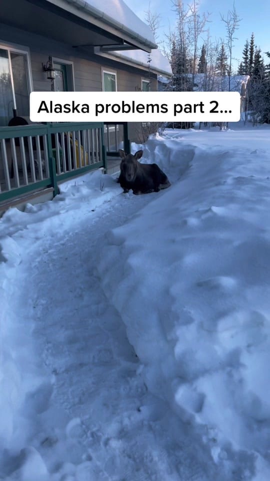 Post 10 by Kenai_Summer on TikTok (video)