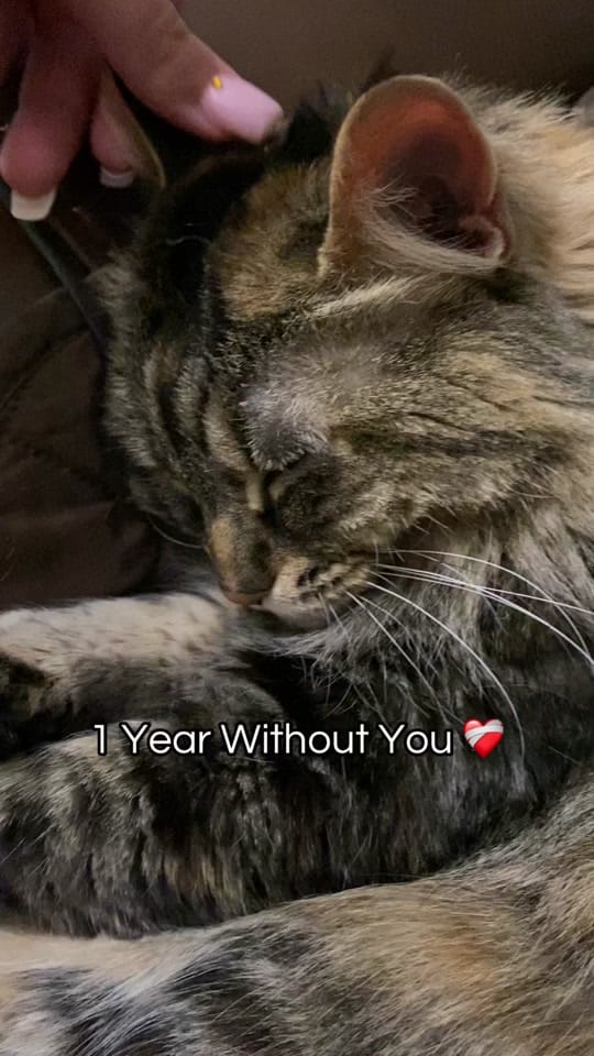 Post 9 by Cailey on TikTok (video)