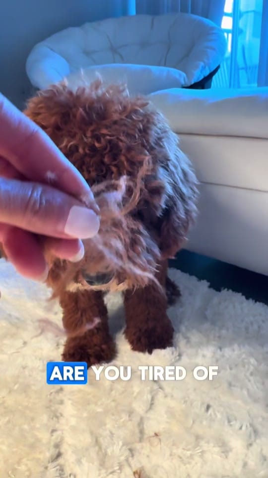 Post 5 by chloecollabs on TikTok (video)