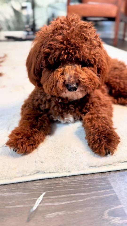 Post 4 by chloecollabs on TikTok (video)