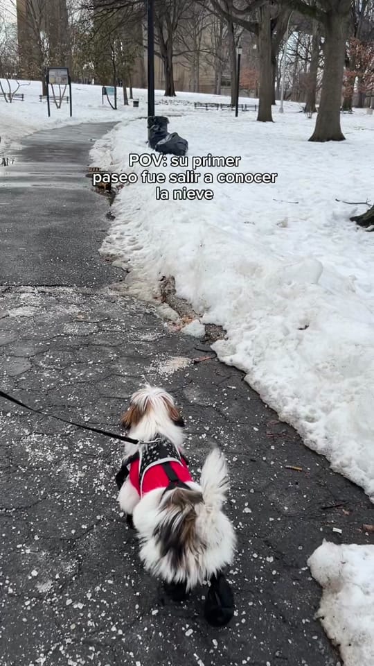 Post 6 by deargusy on TikTok (video)