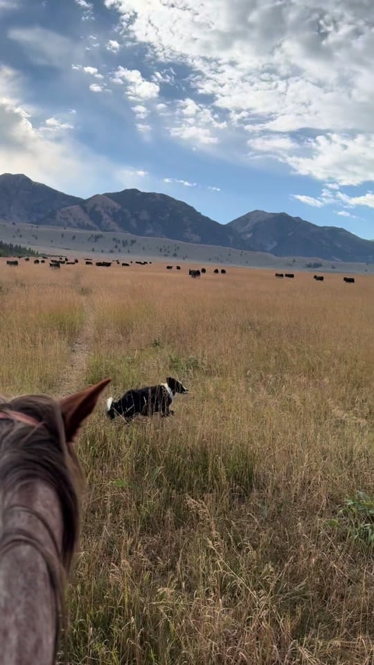 Post 5 by CowgirlKessler on TikTok (video)