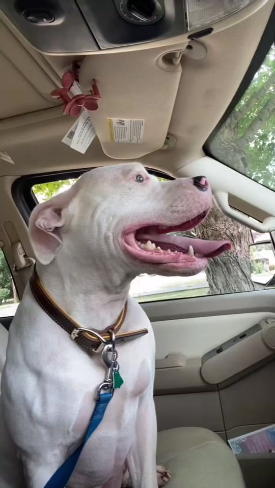 Post 2 by Hallie Isabella on TikTok (video)