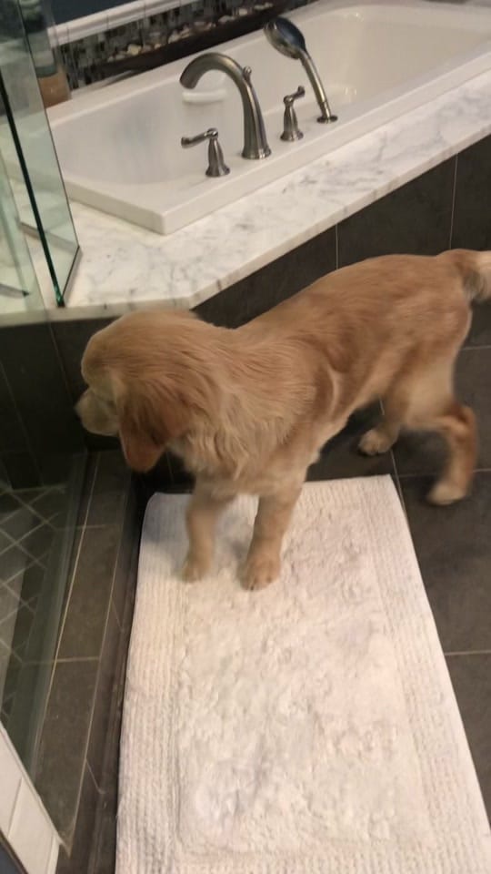 Post 6 by goodboymulligan on TikTok (video)