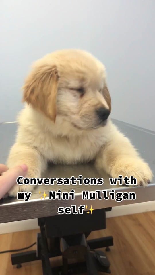Post 9 by goodboymulligan on TikTok (video)