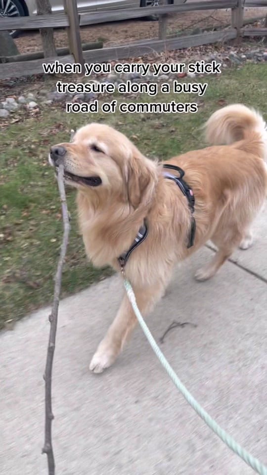 Post 3 by goodboymulligan on TikTok (video)