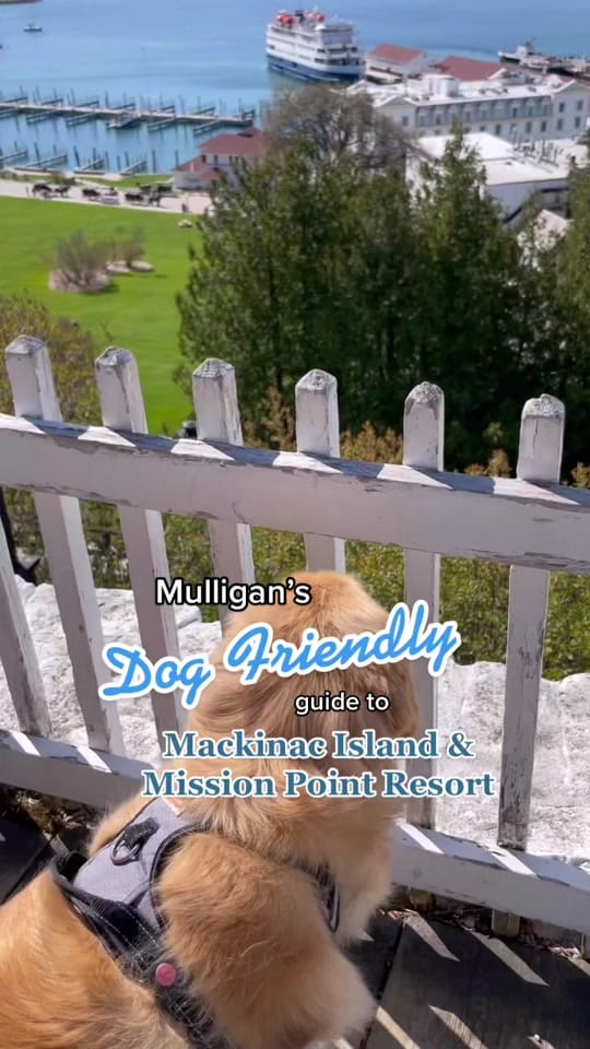 Post 10 by goodboymulligan on TikTok (video)