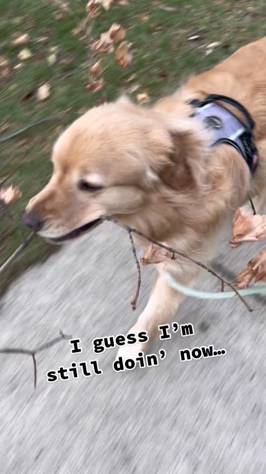 Post 4 by goodboymulligan on TikTok (video)