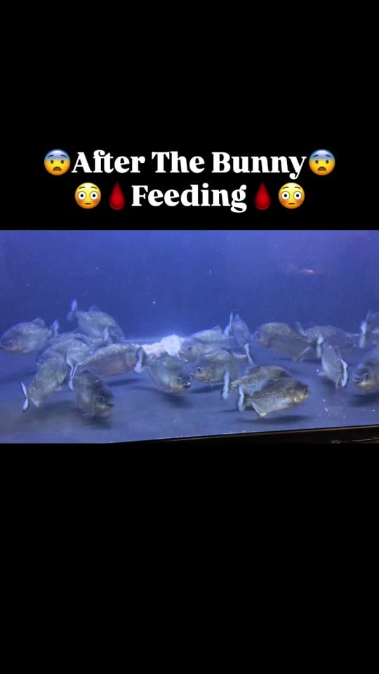 Post 10 by PIRANHA HEAD👑 on TikTok (video)