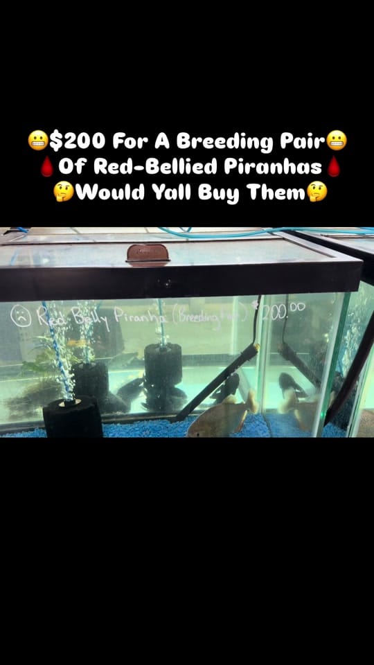 Post 7 by PIRANHA HEAD👑 on TikTok (video)