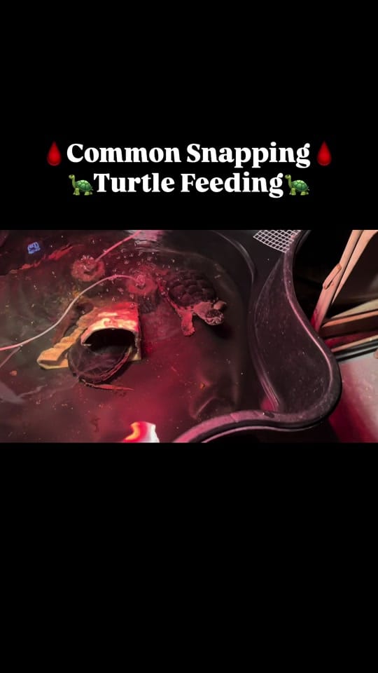 Post 8 by PIRANHA HEAD👑 on TikTok (video)