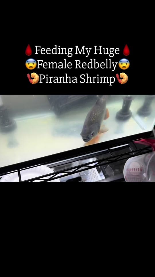 Post 5 by PIRANHA HEAD👑 on TikTok (video)