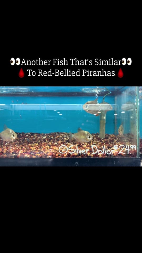 Post 1 by PIRANHA HEAD👑 on TikTok (video)