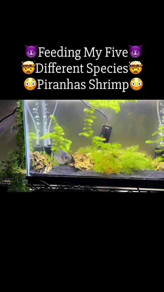 Post 4 by PIRANHA HEAD👑 on TikTok (video)