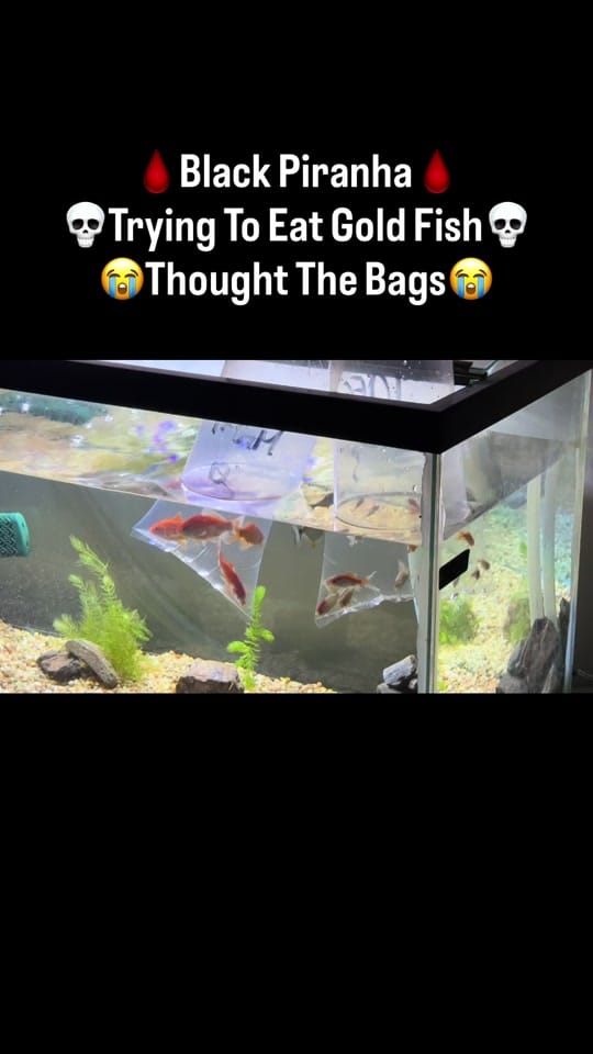 Post 6 by PIRANHA HEAD👑 on TikTok (video)