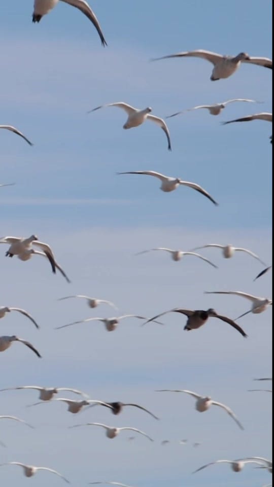 Post 6 by Matthew Ryan Bielski on TikTok (video)