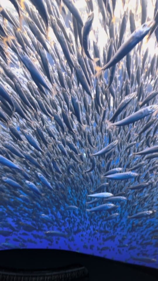 Post 5 by Hussayn F. Amiji on TikTok (video)