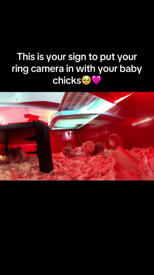 Post 1 by Faith on TikTok (video)