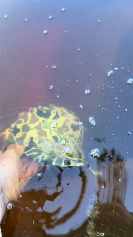 Post 4 by Webb Western on TikTok (video)