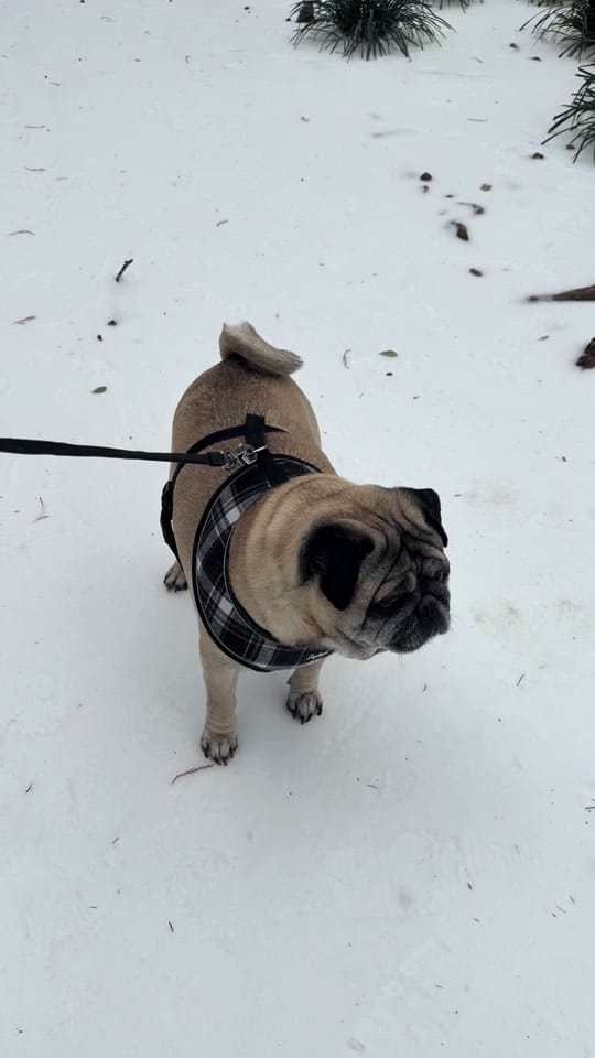 Post 1 by Denny the Pug on TikTok (video)
