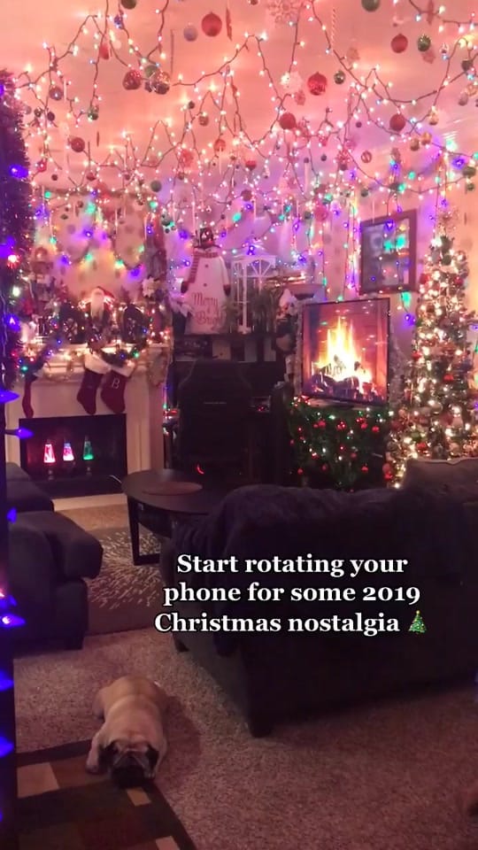 Post 8 by Denny the Pug on TikTok (video)