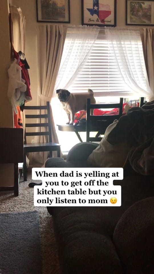 Post 9 by Denny the Pug on TikTok (video)