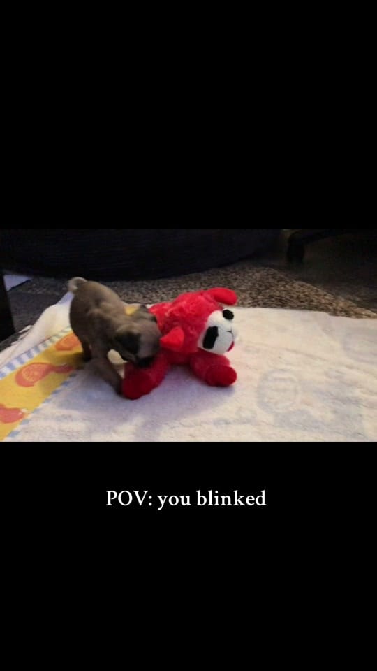 Post 4 by Denny the Pug on TikTok (video)