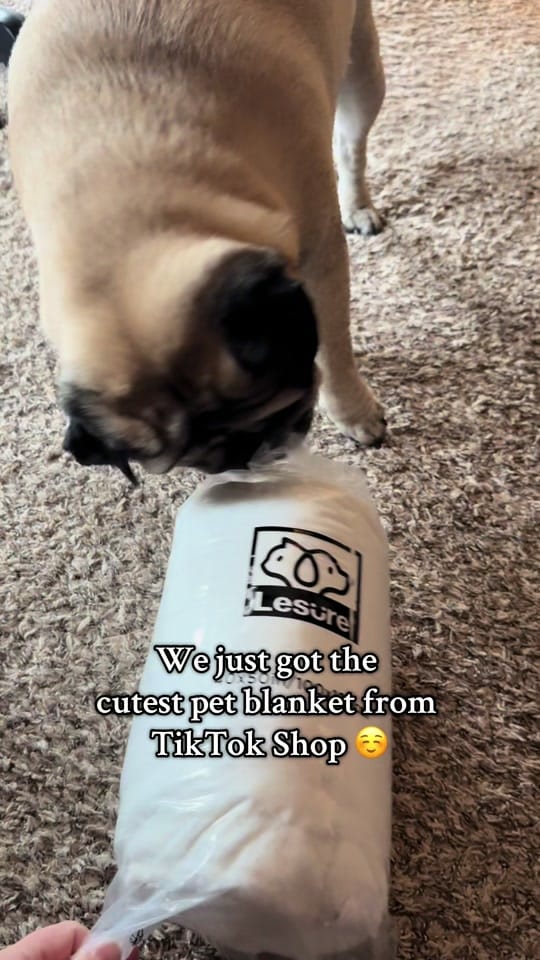 Post 7 by Denny the Pug on TikTok (video)