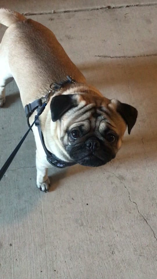 Post 5 by Denny the Pug on TikTok (video)