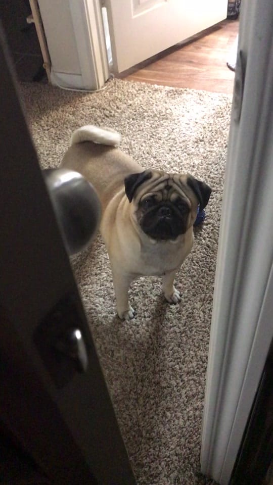 Post 10 by Denny the Pug on TikTok (video)