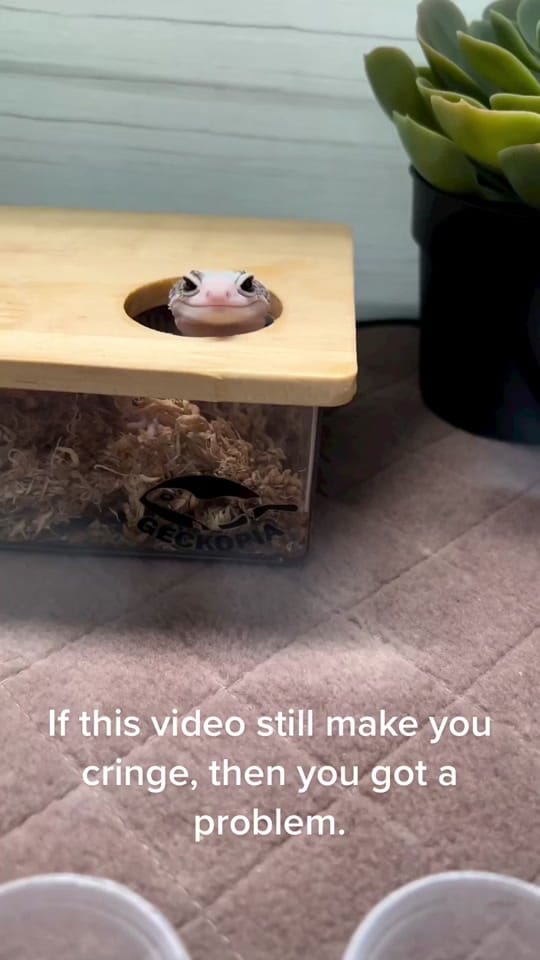 Post 8 by Geckopia on TikTok (video)