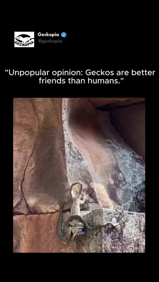 Post 1 by Geckopia on TikTok (video)