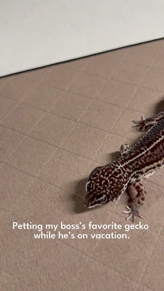 Post 3 by Geckopia on TikTok (video)