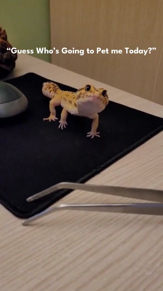 Post 7 by Geckopia on TikTok (video)
