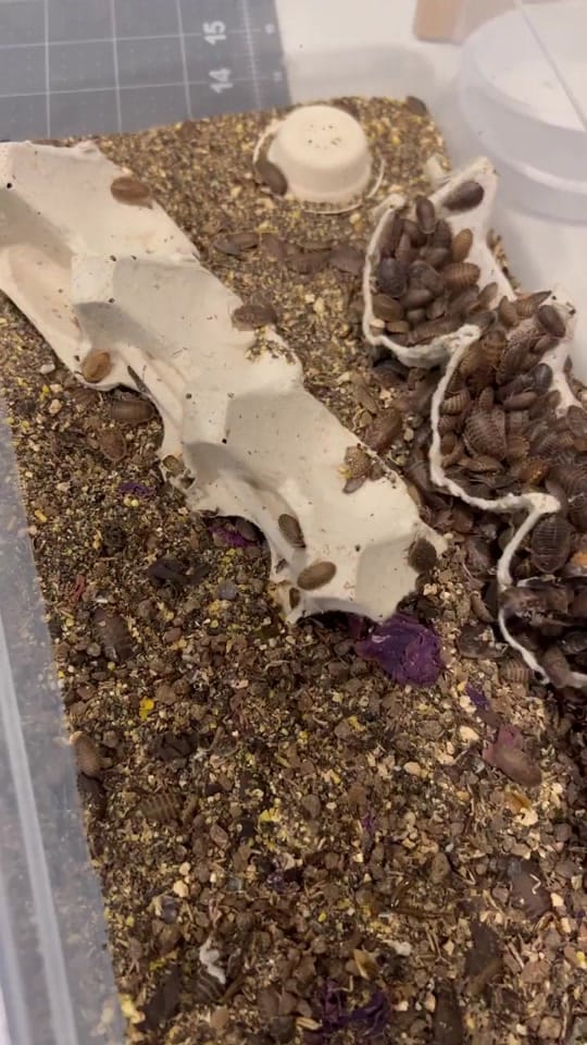 Post 10 by Geckopia on TikTok (video)