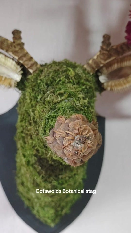 Post 8 by Cotswold Flora on TikTok (video)