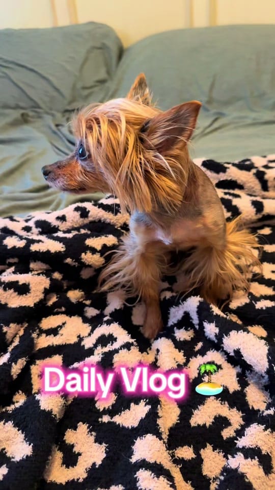 Post 7 by Danielle | Pet Stylist on TikTok (video)