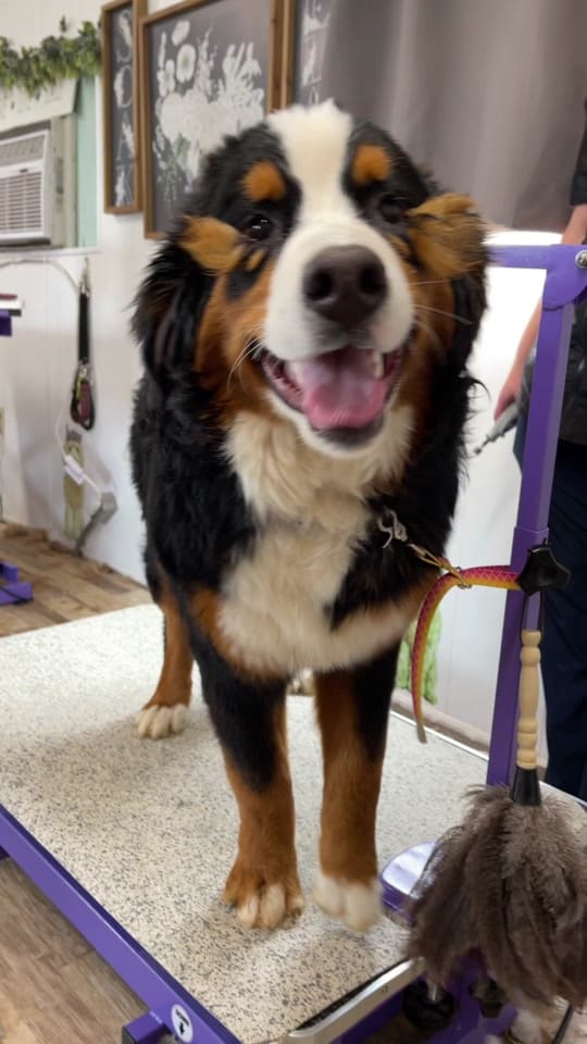 Post 10 by Danielle | Pet Stylist on TikTok (video)