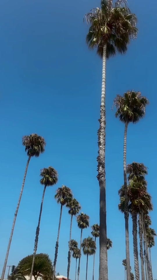 Post 5 by Kayla Favaloro on TikTok (video)
