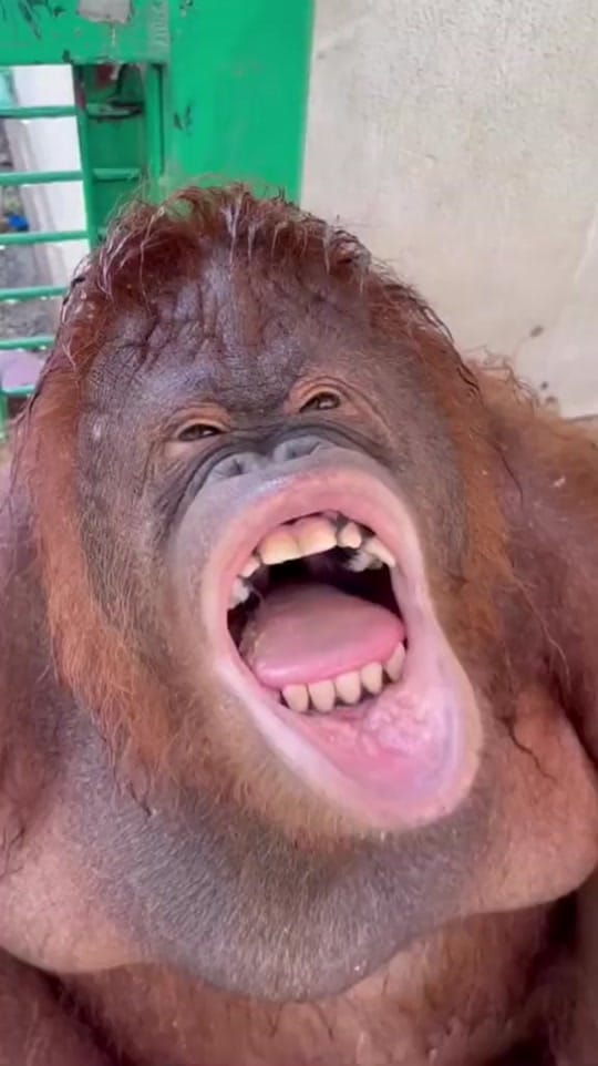 Post 9 by funny animals on TikTok (video)