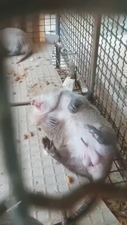 Post 5 by funny animals on TikTok (video)